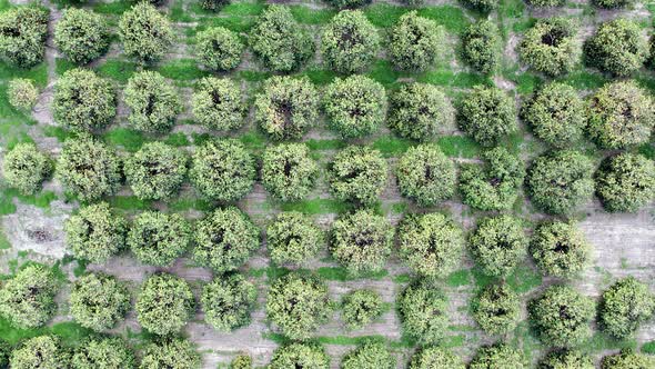 Fruit Gardens Top Down Aerial View