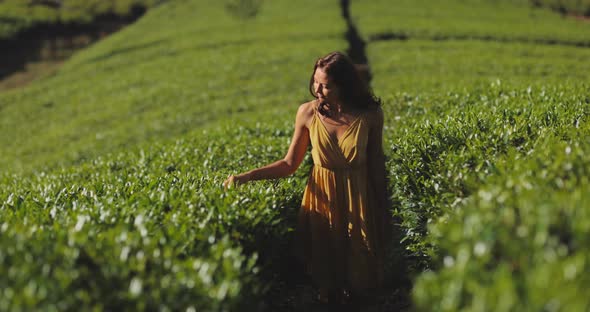 Traveler Woman Among Tea Trees During Her Travel to Famous Nature Landmark Tea Plantations