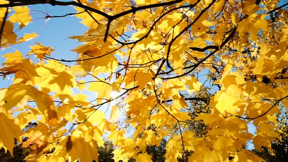 Yellow Autumn Leaves in the Sun, Slow Motion Camera Movement