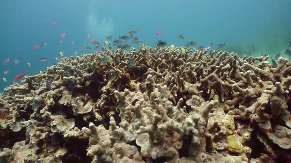 Coral Reef with Fish Underwater. Camiguin, Philippines