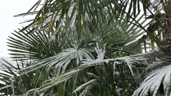 Palm Tree In Snow Fall - V