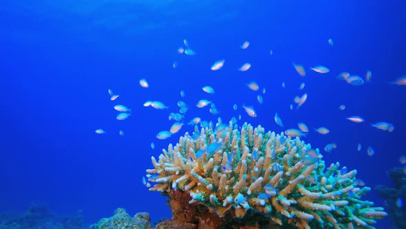 Underwater Marine Tropical Life