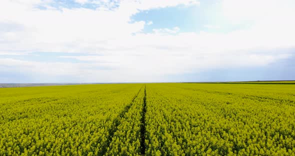 Girl In Yellow Rapeseed Farm - aerial drone shot