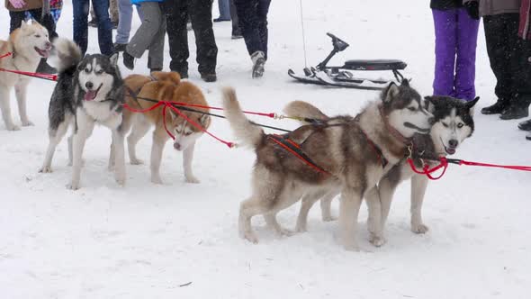 Team of Husky Sled Dogs