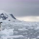Imperial shag on ice floe - VideoHive Item for Sale