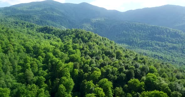 Beautiful Landscape Of Dense Green Fresh Forest In Spring Season And Clear Sunny Sky Above Mountains