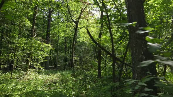 Natural Landscape in the Forest During the Day