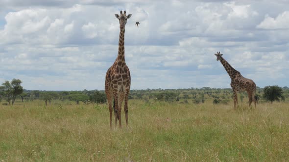 Big giraffe walking on the plains of Ngorongoro Tanzania