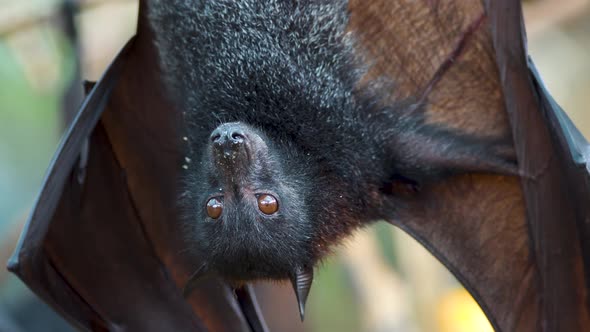 Close up shot of Pteropus Vampyrus hanging upside down and spitting rests of food
