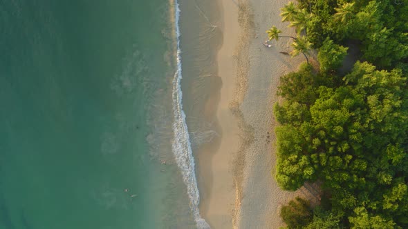 Aerial of shallow waves and palm trees on exotic beach