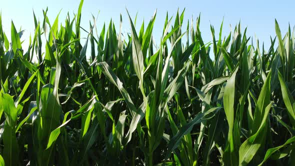 Corn Field in the Summer Sunny Day