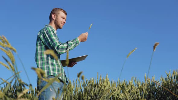 A Young Farmer Agronomist with a Beard Stands in a Field of Wheat Under a Clear Blue Sky and
