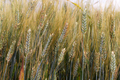 Agricultural landscape. Fertile wheat fields. - PhotoDune Item for Sale