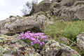 purple flowers among the rocks  - PhotoDune Item for Sale