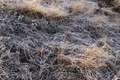 frost on the grass in autumn morning  - PhotoDune Item for Sale