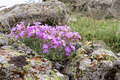 purple flowers among the rocks  - PhotoDune Item for Sale