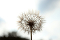 dandelion seeds towards the sky  - PhotoDune Item for Sale