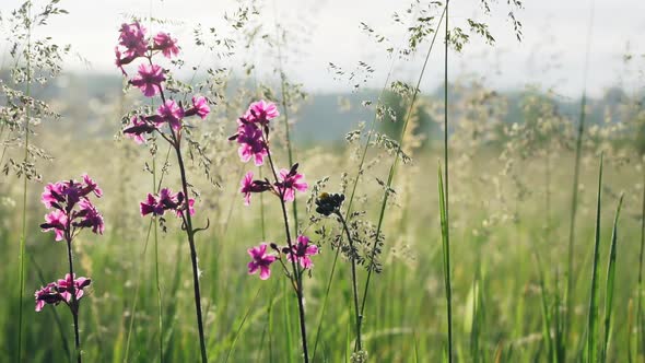 Wild Carnation In Grass