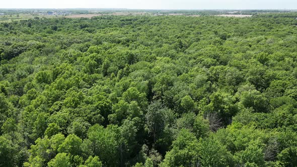 Drone aerial over large thick lush green forest conservation area