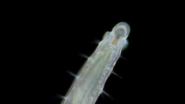 Worm Polychaeta Polyophthalmus Sp