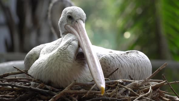 Close up Pink-backed Pelican