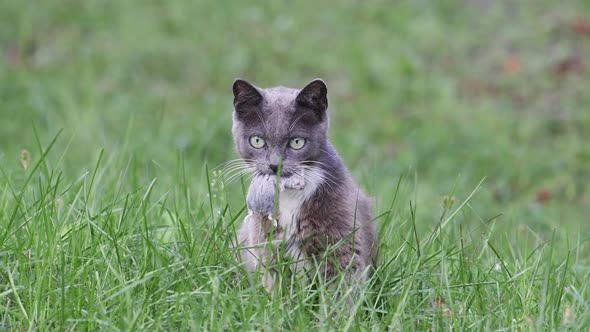 Gray Cat with a Mouse in Its Mouth