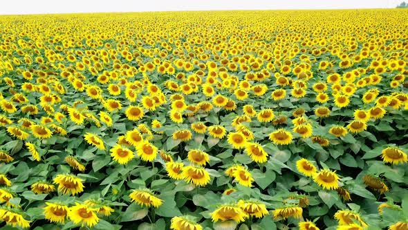 Aerial view of a field of sunflowers. Beautiful landscape. Yellow flowers.