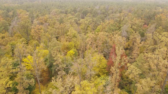 Trees in the Forest on an Autumn Day