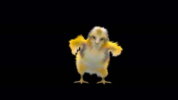 25 Baby Chicks Dancing 4K