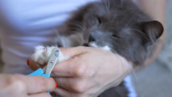 the Mistress Cuts the Claws of a Gray Fluffy Cat