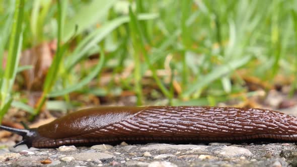 A brown, black slug creeps from the right to the left, and exits the frame on the left side. Extreme