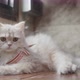 Lovely Persian cat kitten lying on the floor. - VideoHive Item for Sale