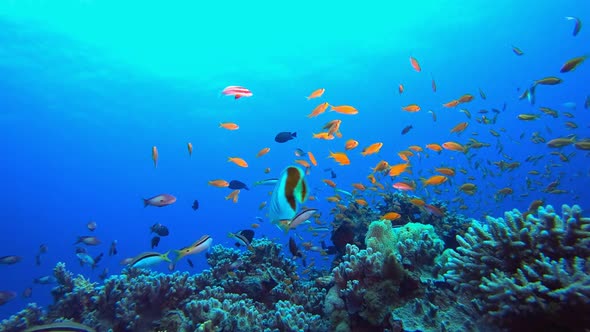 Tropical Seascape Underwater Life