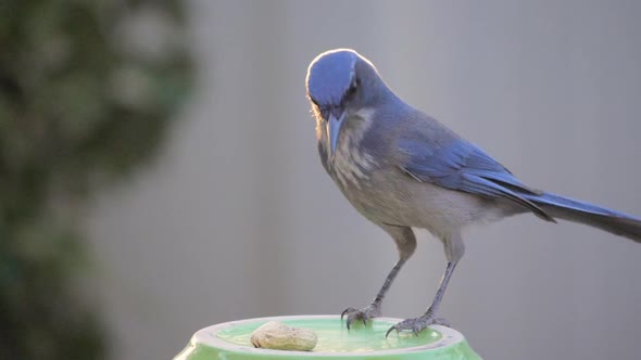 Slow Motion Scrub Jay Eating a Peanut From a Backyard Feeder