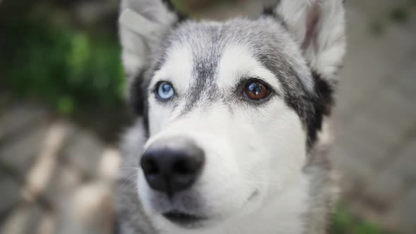 Close-up face of dog. Portrait of dog Husky with heterochromia of the eyes.