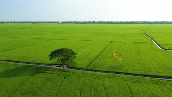 Peaceful landscape with alone tree, kites and green fields in the countryside