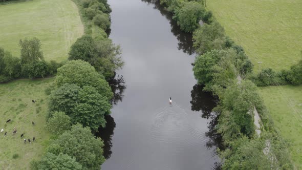 Paddleboarder paddles past cattle feeding in verdant green pasture