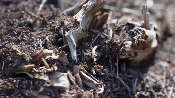 Pine Forest Anthill