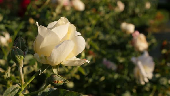 White rose shallow DOF flower bud  in the garden 4K 2160p 30fps UltraHD footage - White rose bud in 