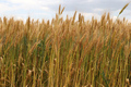 Agricultural landscape. Fertile wheat fields.  - PhotoDune Item for Sale