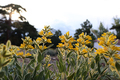 Phlomis Armenia. Yellow flowers in summer.  - PhotoDune Item for Sale