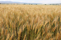  Agricultural landscape. Fertile wheat fields.  - PhotoDune Item for Sale