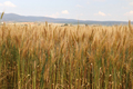 Agricultural landscape. Fertile wheat fields.  - PhotoDune Item for Sale