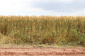 Agricultural landscape. Fertile wheat fields.  - PhotoDune Item for Sale