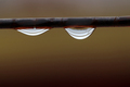 Raindrops on the wire. Autumn rains. - PhotoDune Item for Sale