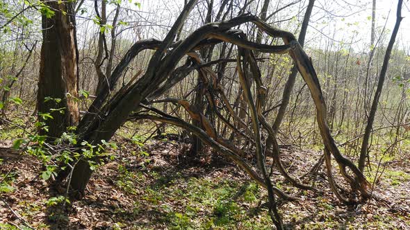 Forest with Broken Trees