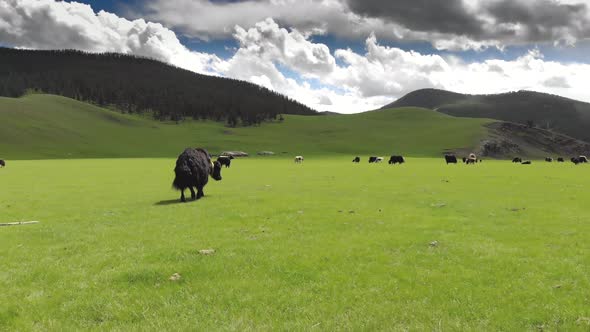 Long Black Haired Yak is Walking