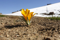 The first yellow crocuses in the spring garden - PhotoDune Item for Sale