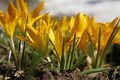 The first yellow crocuses in the spring garden - PhotoDune Item for Sale