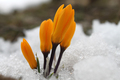 The first yellow crocuses in the spring garden  - PhotoDune Item for Sale